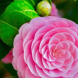 Meet your Posher, Selina